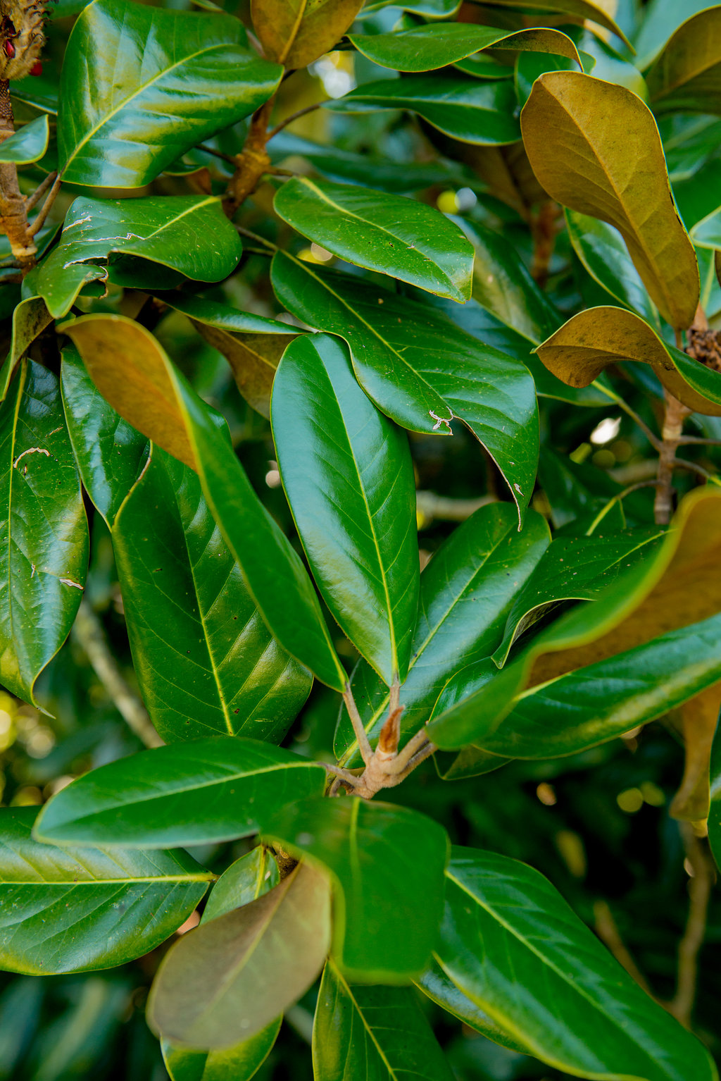 Southern Magnolia Bride