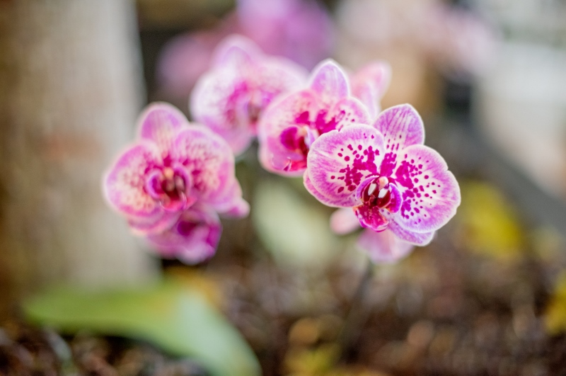 National Orchid Day