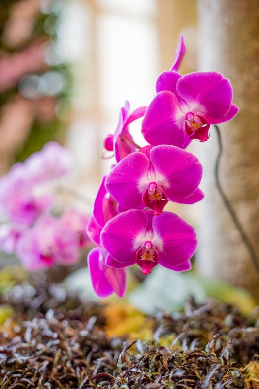 National Orchid Day